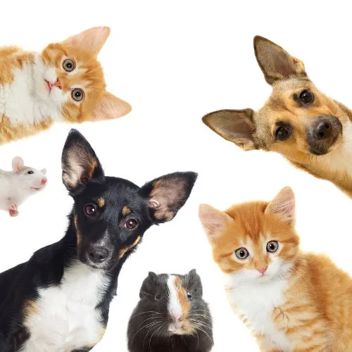  Pet care support